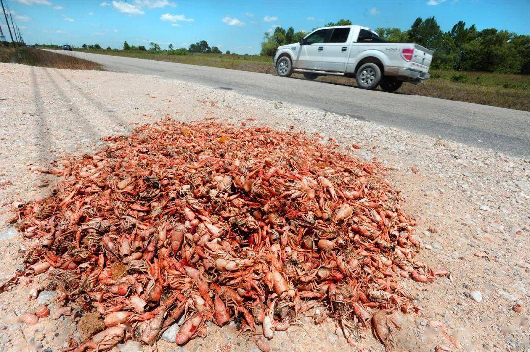沥青路_道路_虾壳