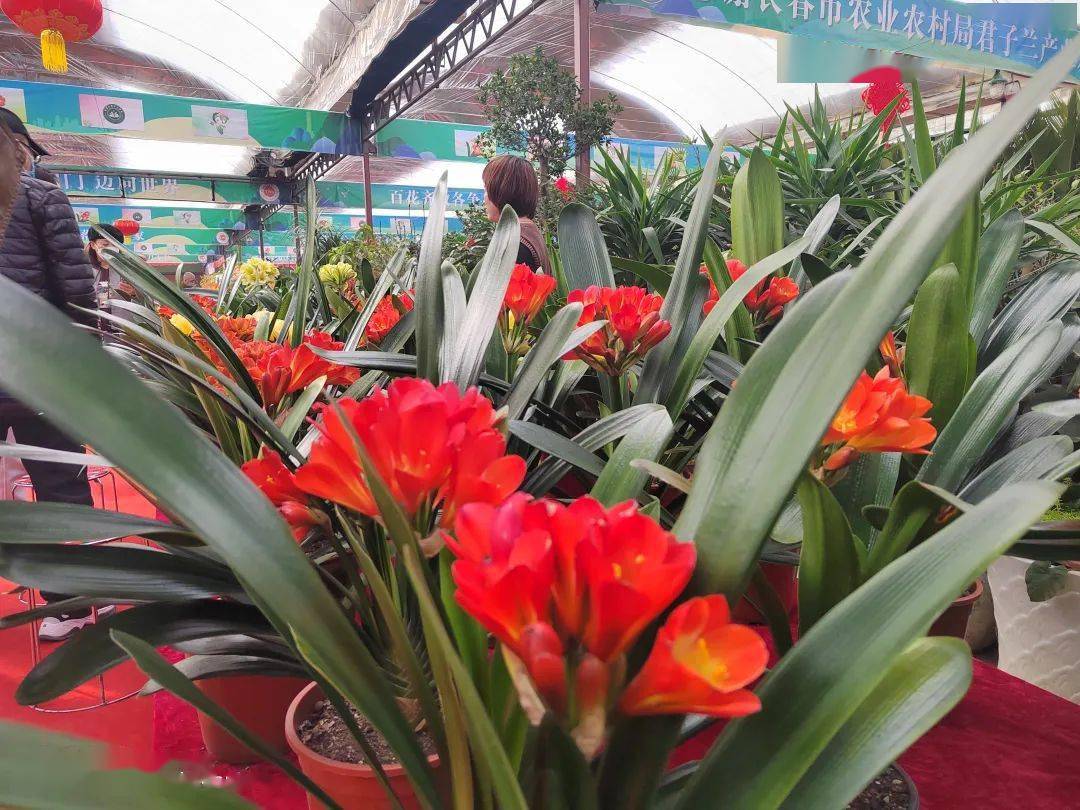 第十七届中国长春君子兰节开幕,猜猜花魁,金奖"花落谁家"_评选_花卉