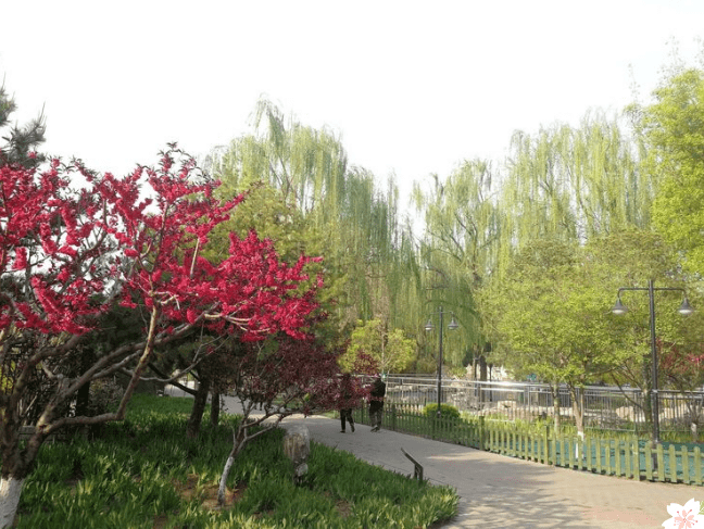 春风十里，赏花走起！大兴区赏花地图已上线