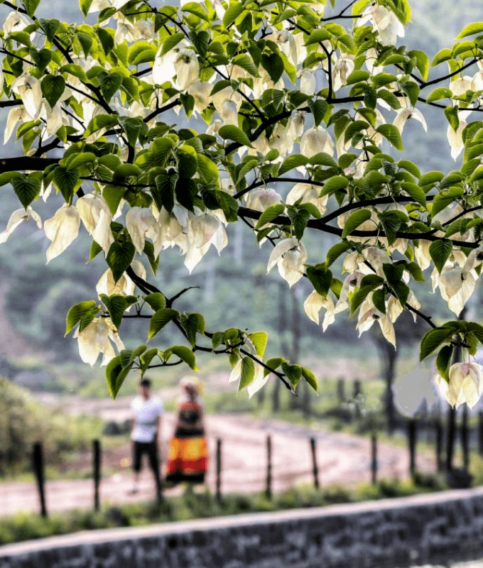 峨眉山珙桐花即将迎来花期_植物_地方_白鸽