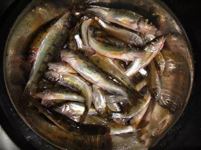 此鱼身体上生有黑色斑点,老百姓称之为"麻鱼"