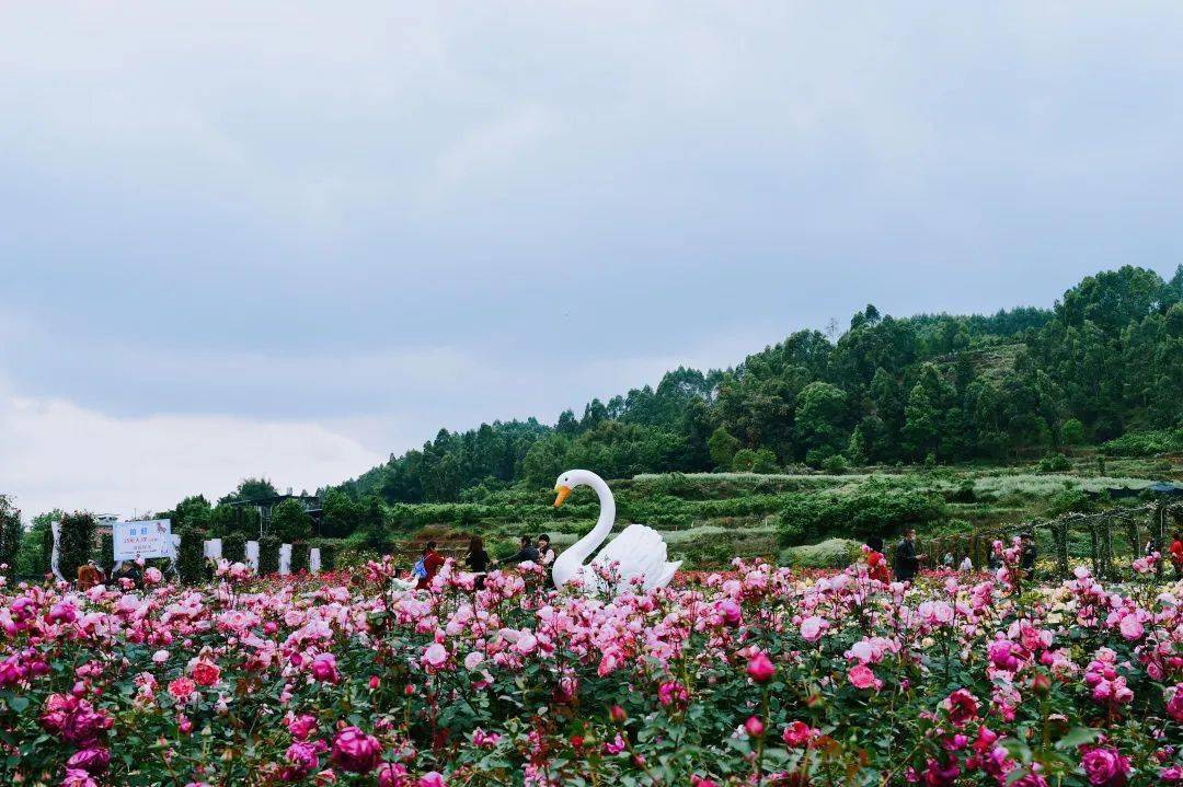 乐山雷沟村玫瑰庄园图片