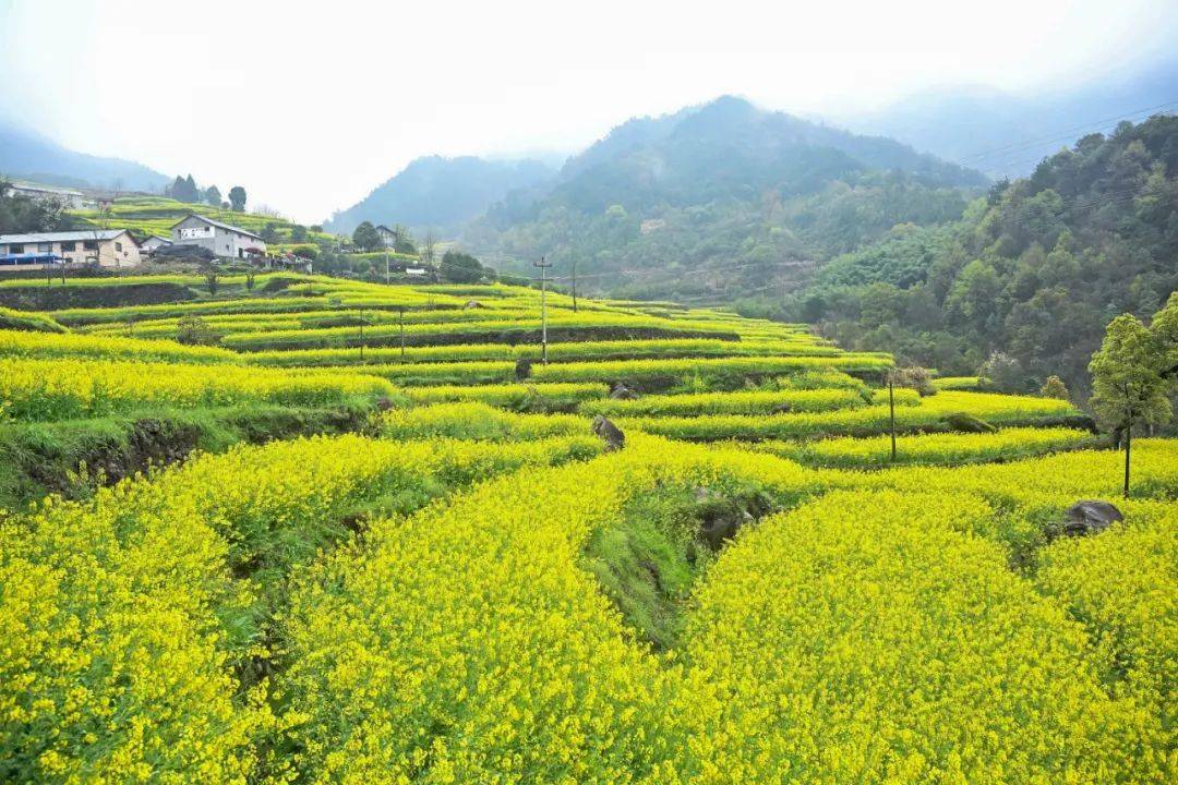 乾潭镇油菜花图片