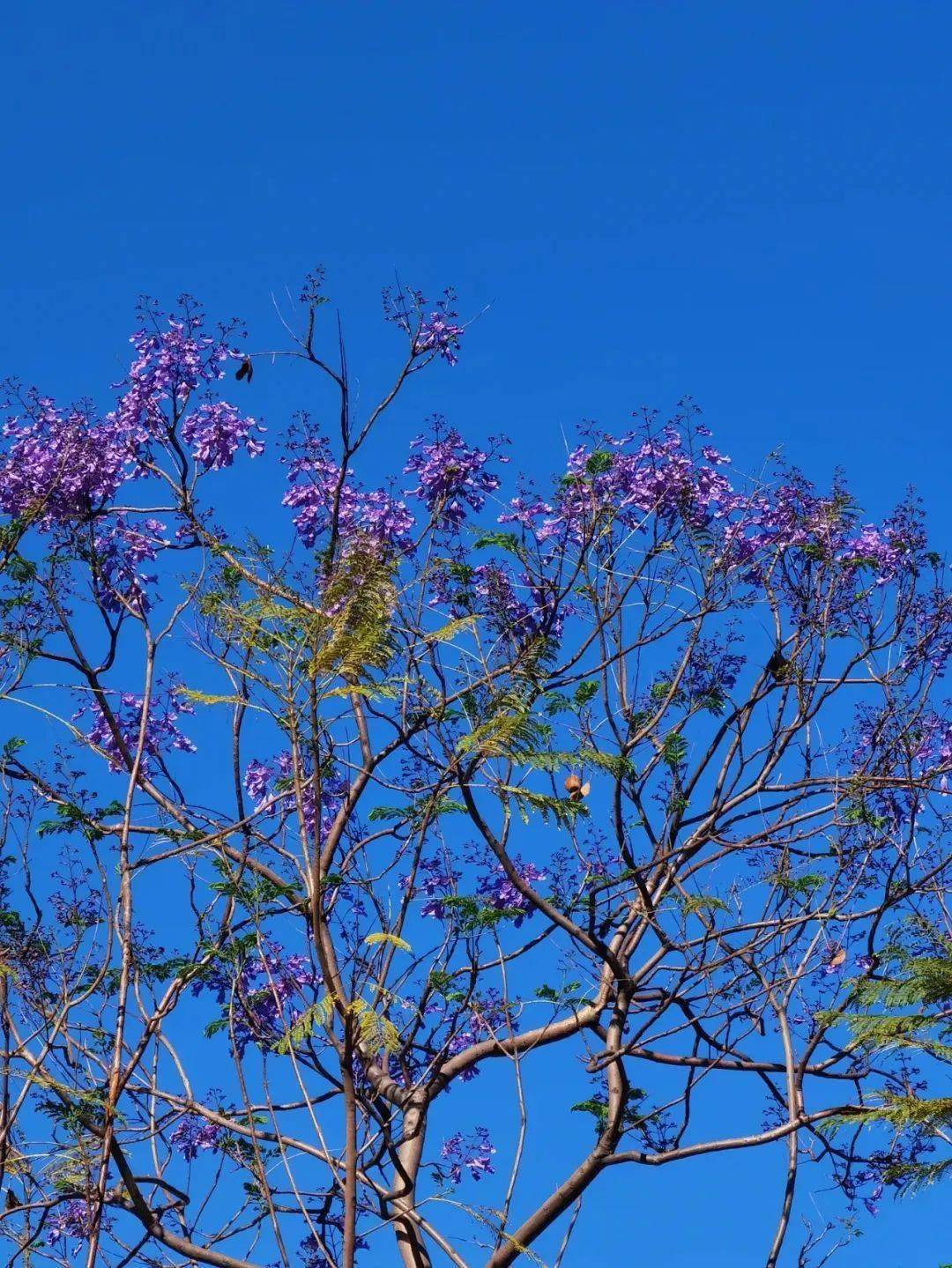 蓝花楹即将绽放!