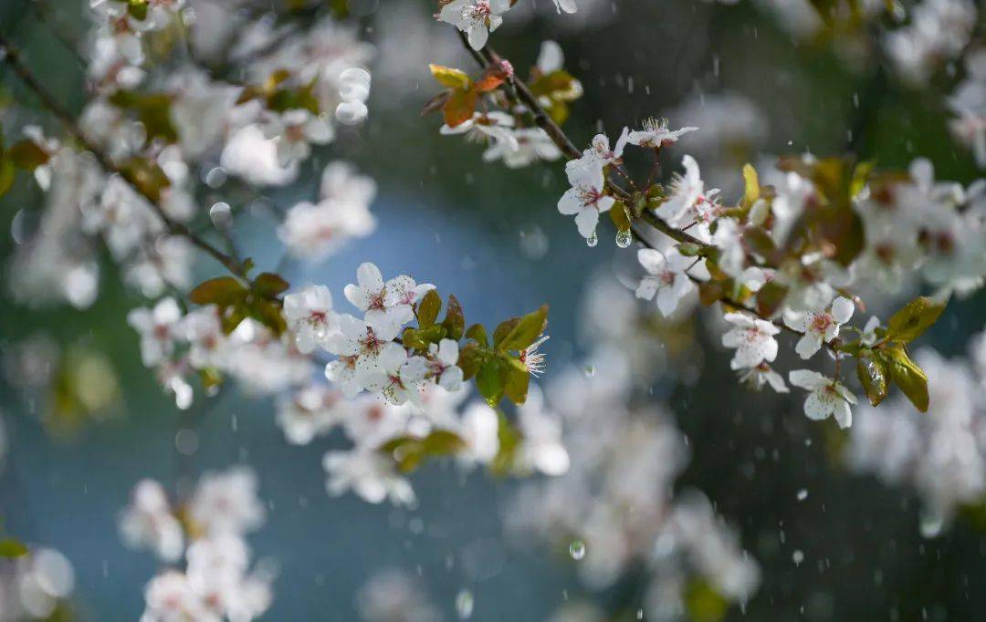 極美雨花 | 是晴還是雨,花開紫葉李_雨天_花瓣_玲瓏