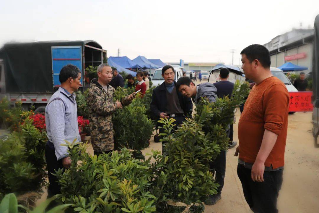 湖南花卉苗木（湖南花卉苗木有哪些品种的） 第4张