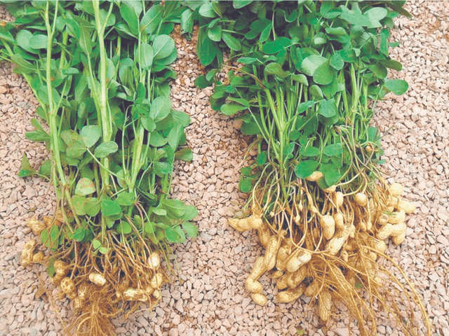 育种_花生_搭载