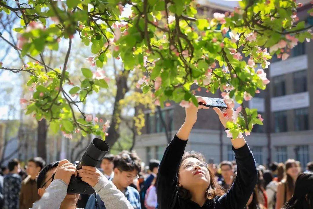 海棠花图片（海棠花图片真实照片） 第10张