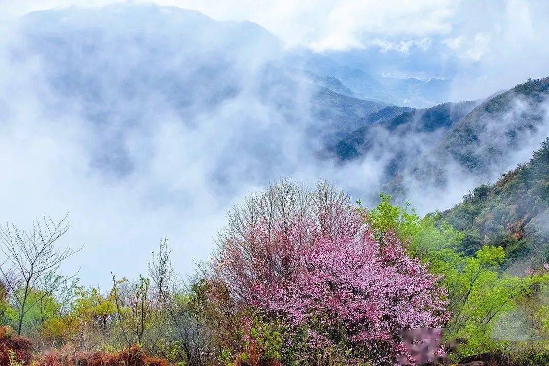 天台苍山顶石浪樱花开了!