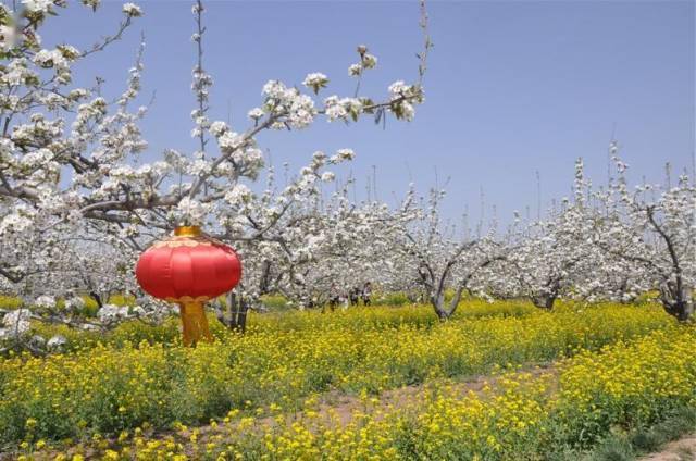 4月1日(周六)晋州周家庄赏花休闲一日游_活动_大街_全国