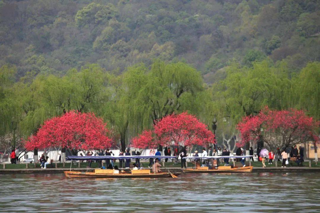 惠风和煦,嫣红伴绿,不妨顾盼其间,感受西湖春天!_桃花_白堤莫_柳间植