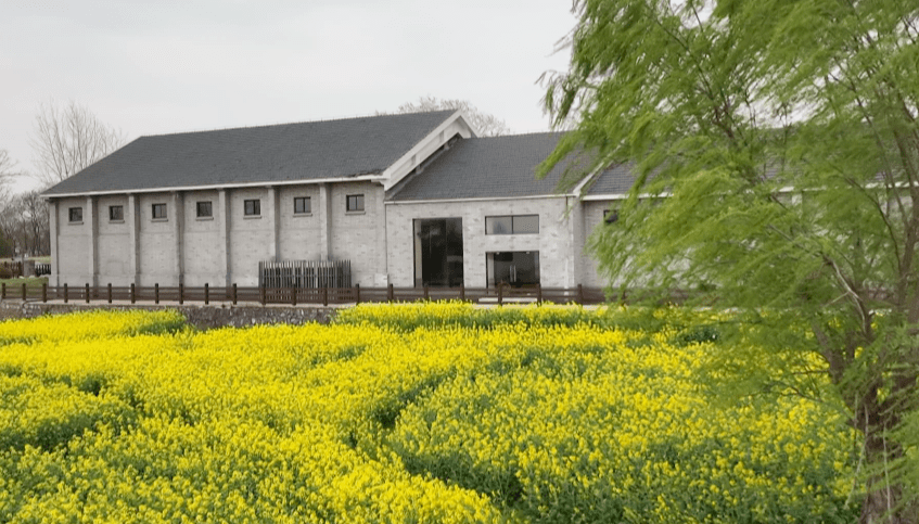 近日,天空逐漸放晴,有了油菜花的點綴,凌家灘國家考古遺址公園更加