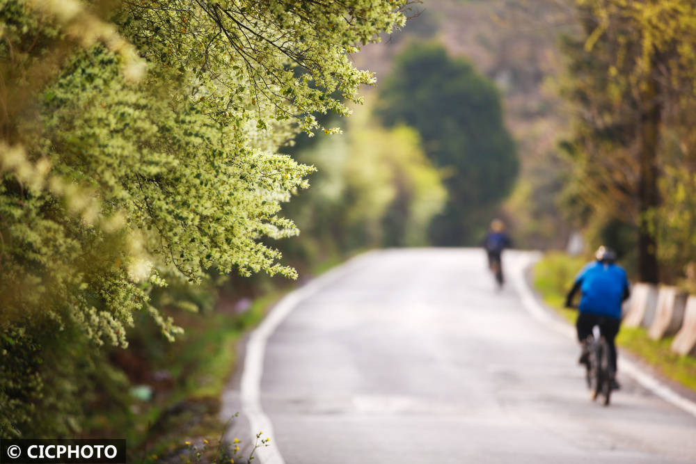 春花路放