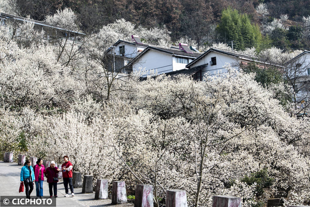 春花路放