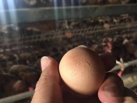 蛋价马上到高峰,生殖性滑液囊软壳蛋,太阳蛋,产率影响太大了,预防治疗