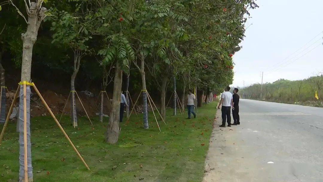 走进惠来县靖海镇客鸟尾片区,映入眼帘的是一片碧绿的景观,工人们正在