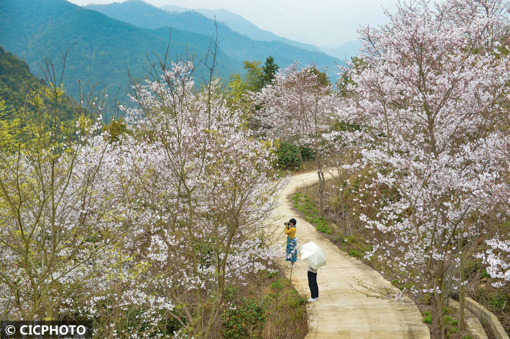 春花路放