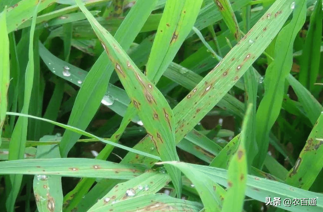浸种时注意防治水稻恶苗病,干尖线虫病