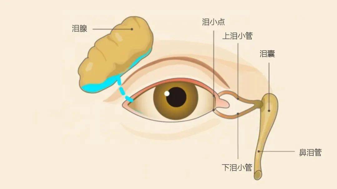 人的内眼角和鼻腔之间,从上到下由泪小点,泪小管,泪囊和鼻泪管组成