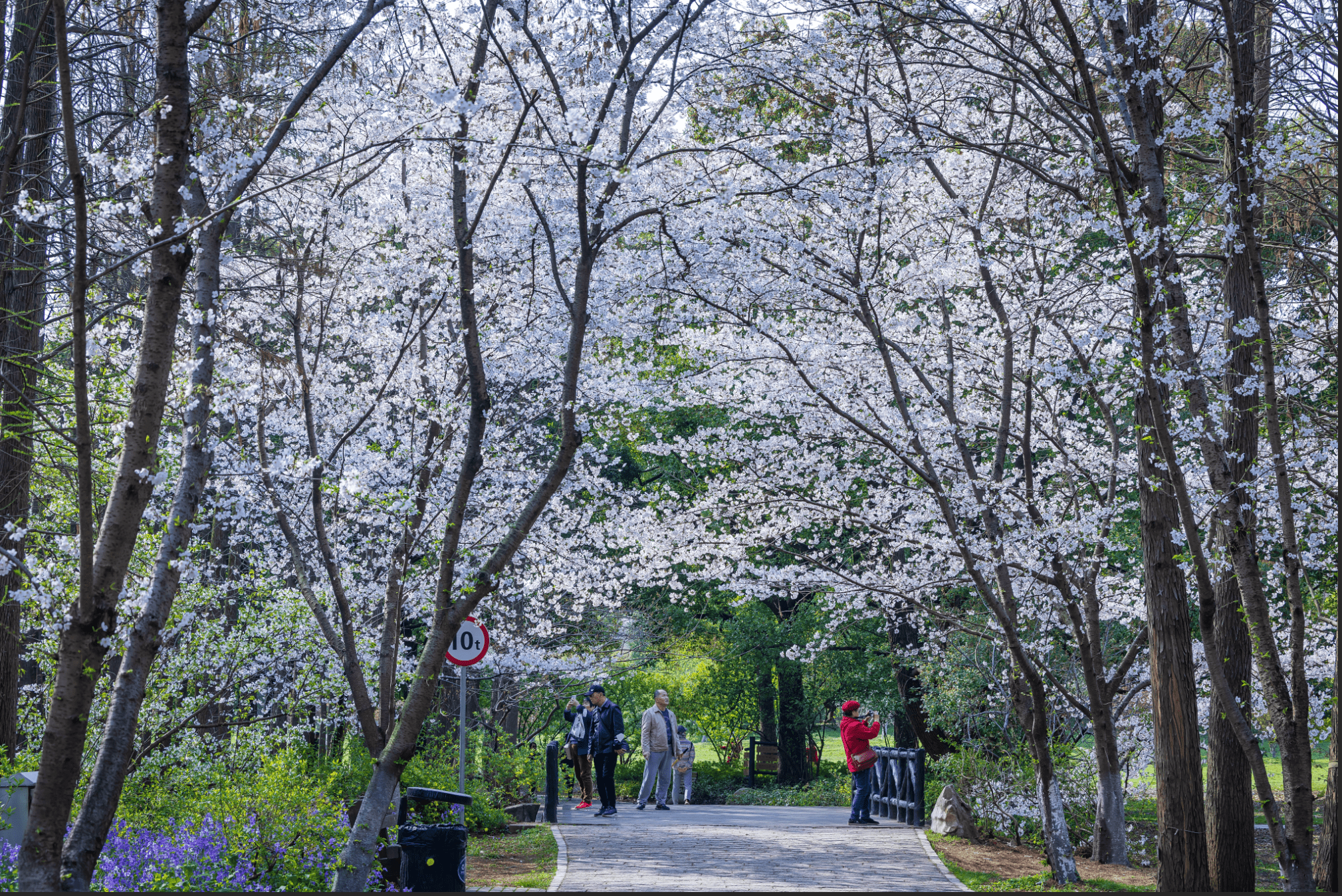 桃花樱花海棠聚成粉黛云霞，共青丛林公园百花展本周日开幕