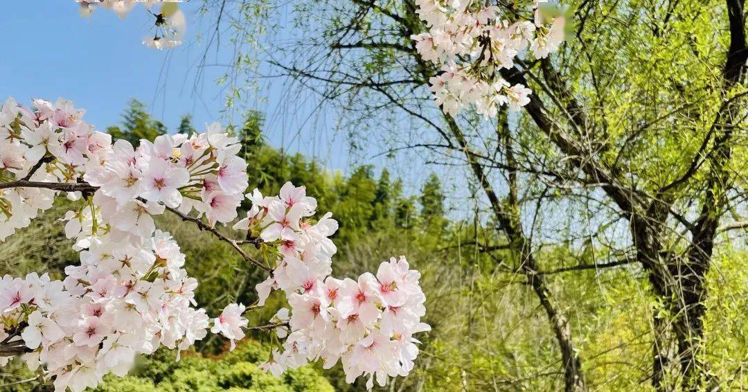 樱花4一5公分价格是多少