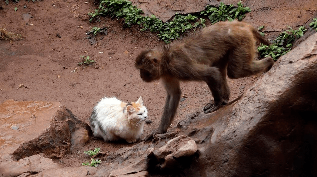 猫vs猴子图片
