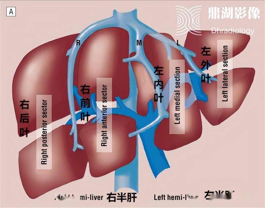 肝脏解剖分段图片