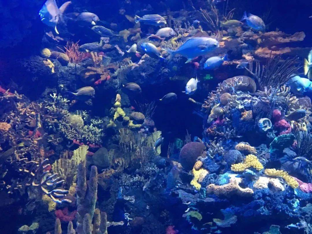 上海长风海洋馆作为首个可供游客"零距离"触摸的神秘海底世界,这里