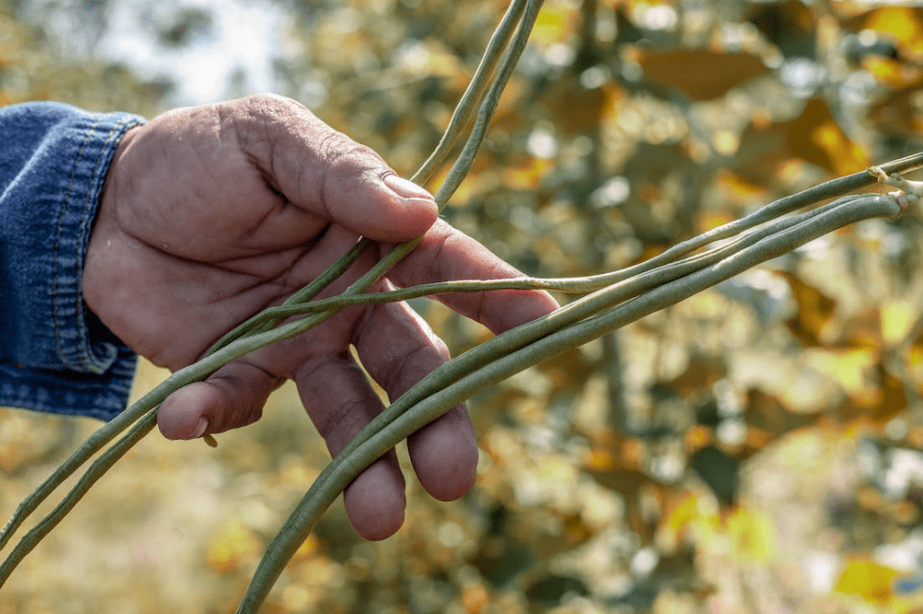 植物炭疽病（植物炭疽病图片） 第1张