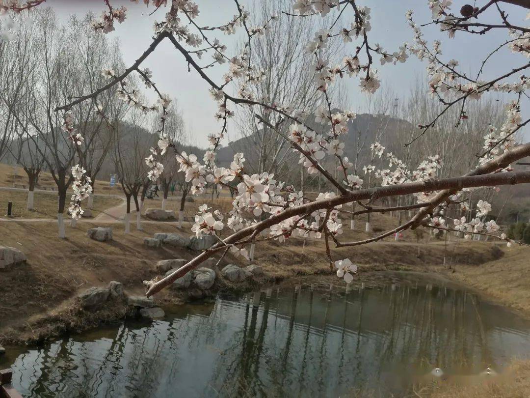 紫金山公园又火了!不来错过一年~_抚宁_山桃_微信