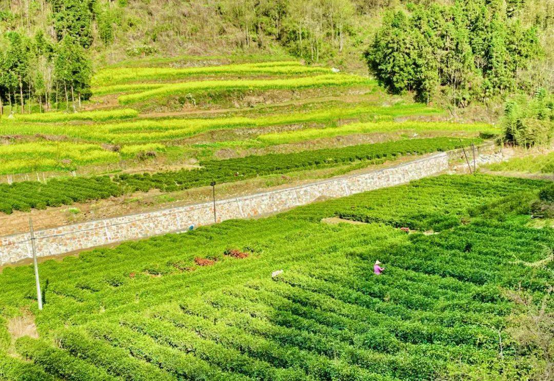 卡子镇:最是一年春好处,唯有春茶不可负!_白河县_茶园_绿色