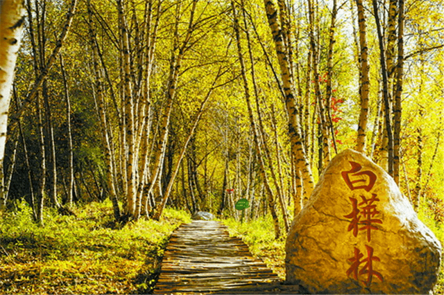 白桦林白桦林景区位于康乐县八松乡烈洼村高家窝铺,国道g310旁,距药水