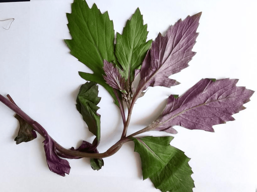 道症状多见,严重的可出现呼吸困难,昏迷,甚至死亡(如:毒芹,狼毒草等)