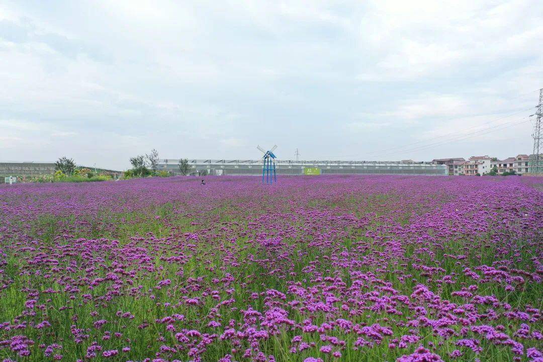 自然风光以及丰富的业态坐落在广信区皂头镇的云谷田园让田园更加成为