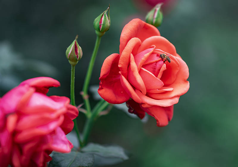 春日赏花图鉴