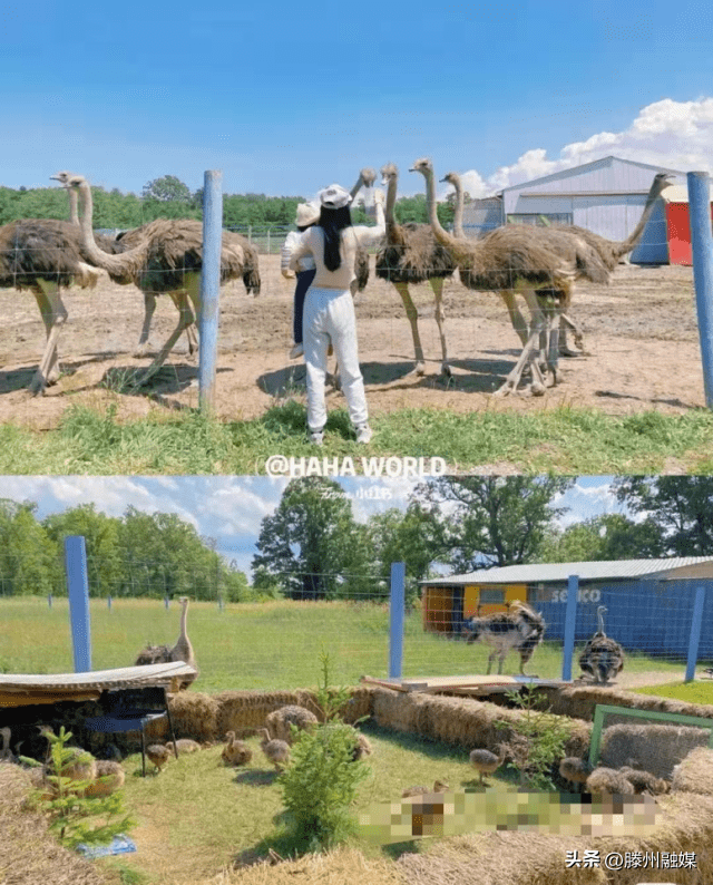 滕州首个户外网红动物园 野人部落旅游节4月8号开园啦,免门票!
