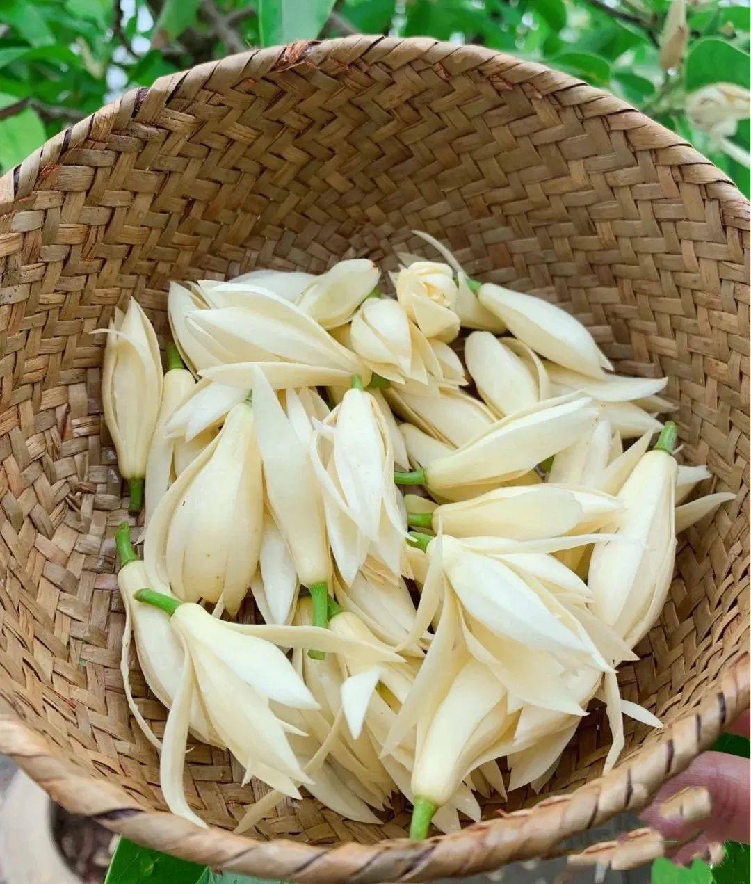 芬芳你的整个夏天
