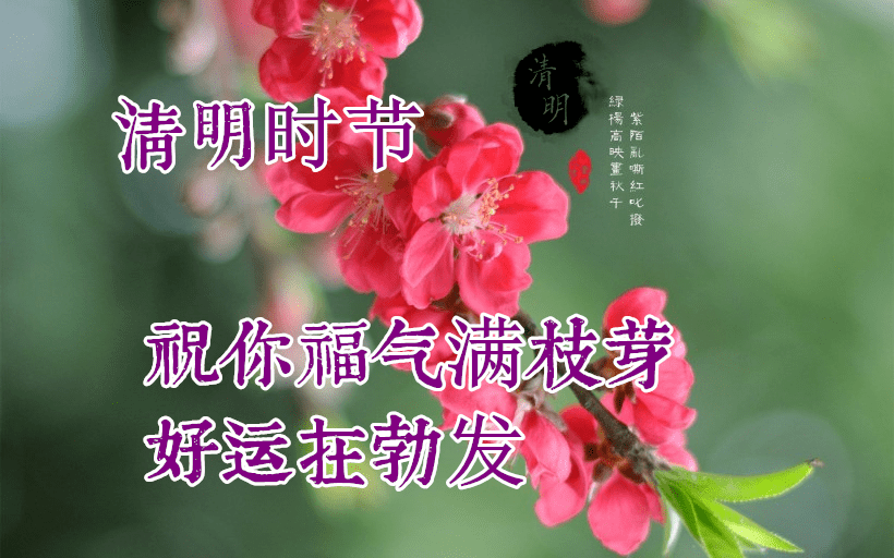 清明节早上好图片大全图片