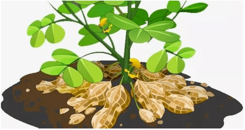 朗诵《落花生》作者 老舍_瓜子_什么_猴子