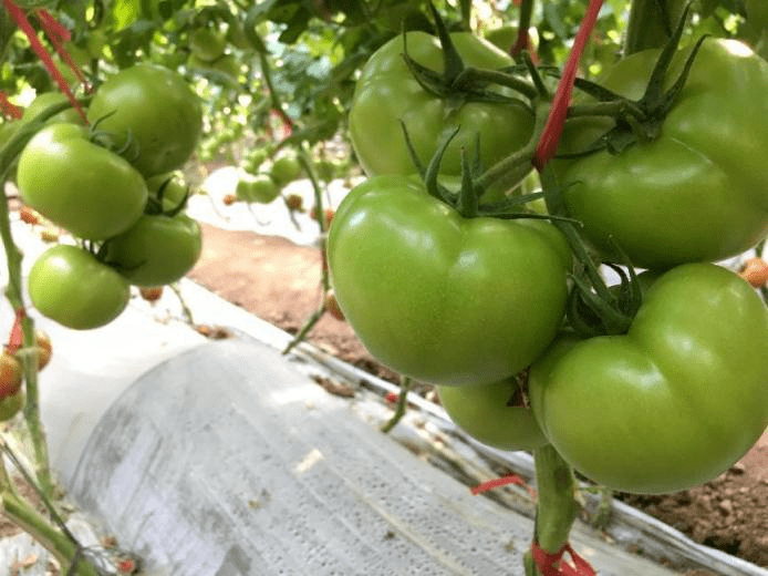 早春茬西红柿丨膨果不良怎么办_管理_标准化_果实