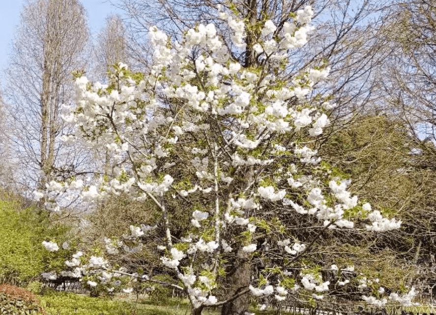 四月“樱”你而出色，中山公园樱花科普和赏樱预告来啦→