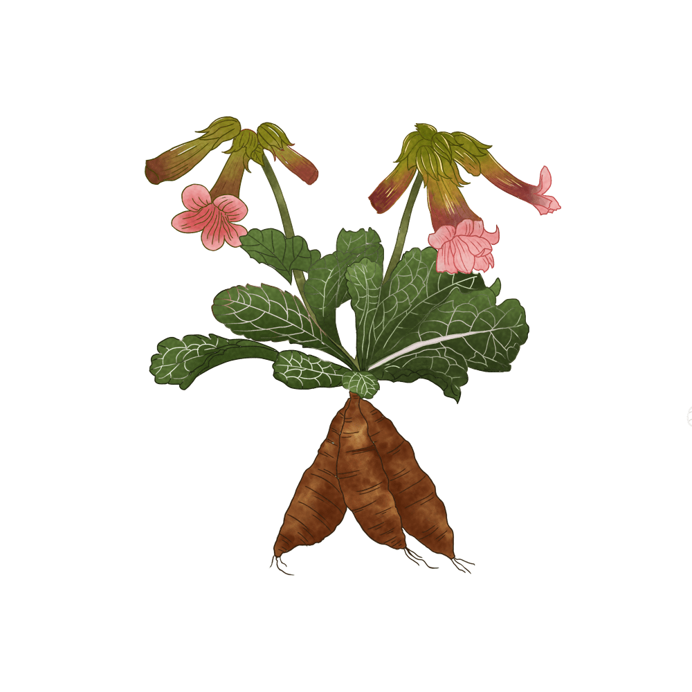 药食两用的药材,但民间食用较为普遍,鲜地黄苗是部分地区常吃的野菜