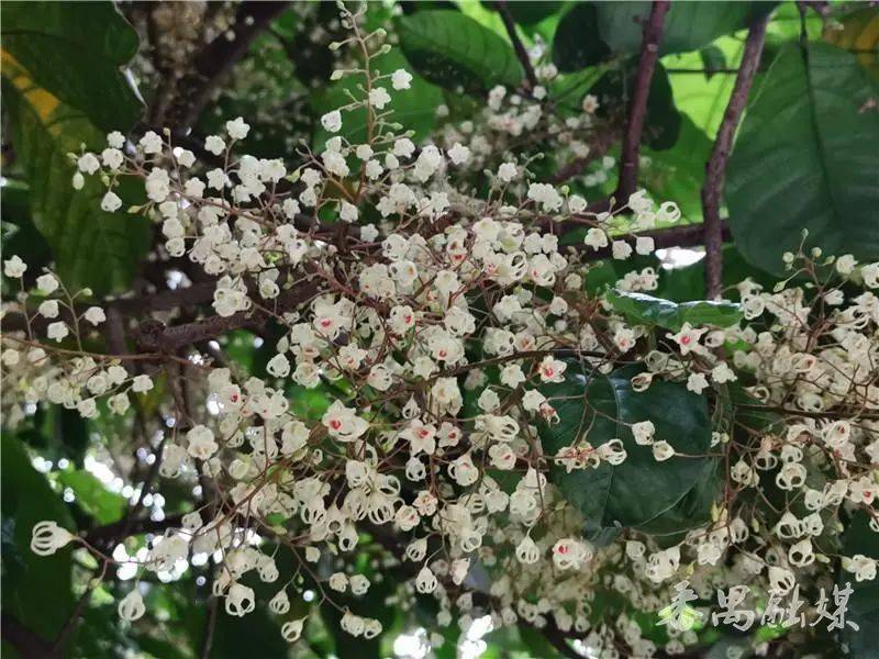 一场场春雨不期而至,又到了凤眼果树(苹婆树)开花的季节