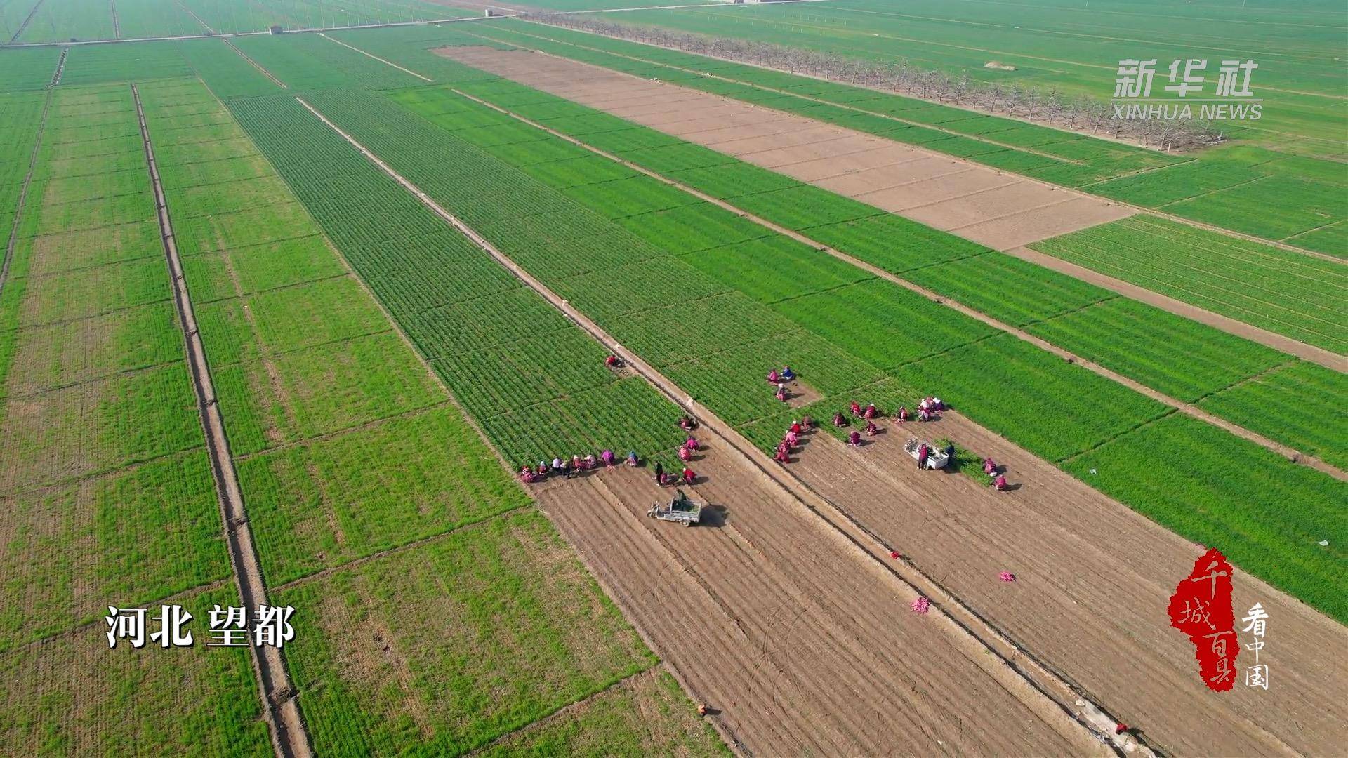 千城百县看中国｜河北望都：韭菜飘香助农增收