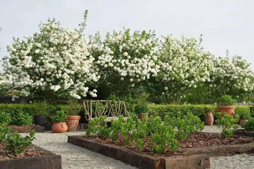 绣球花满枝头 四月的浪漫正如此_海妈_海蒂_的花园
