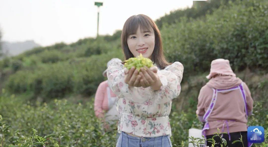 镇雄这款白茶,撩拨着无数爱茶人的心._庙村_罗坎镇_产业