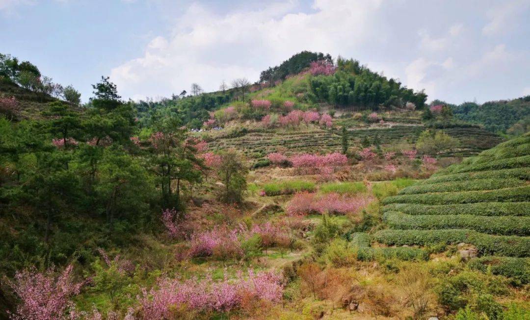 【春色四明山61大岚晚樱】感受四明山樱花节,浪漫樱花岗,陶醉在花的