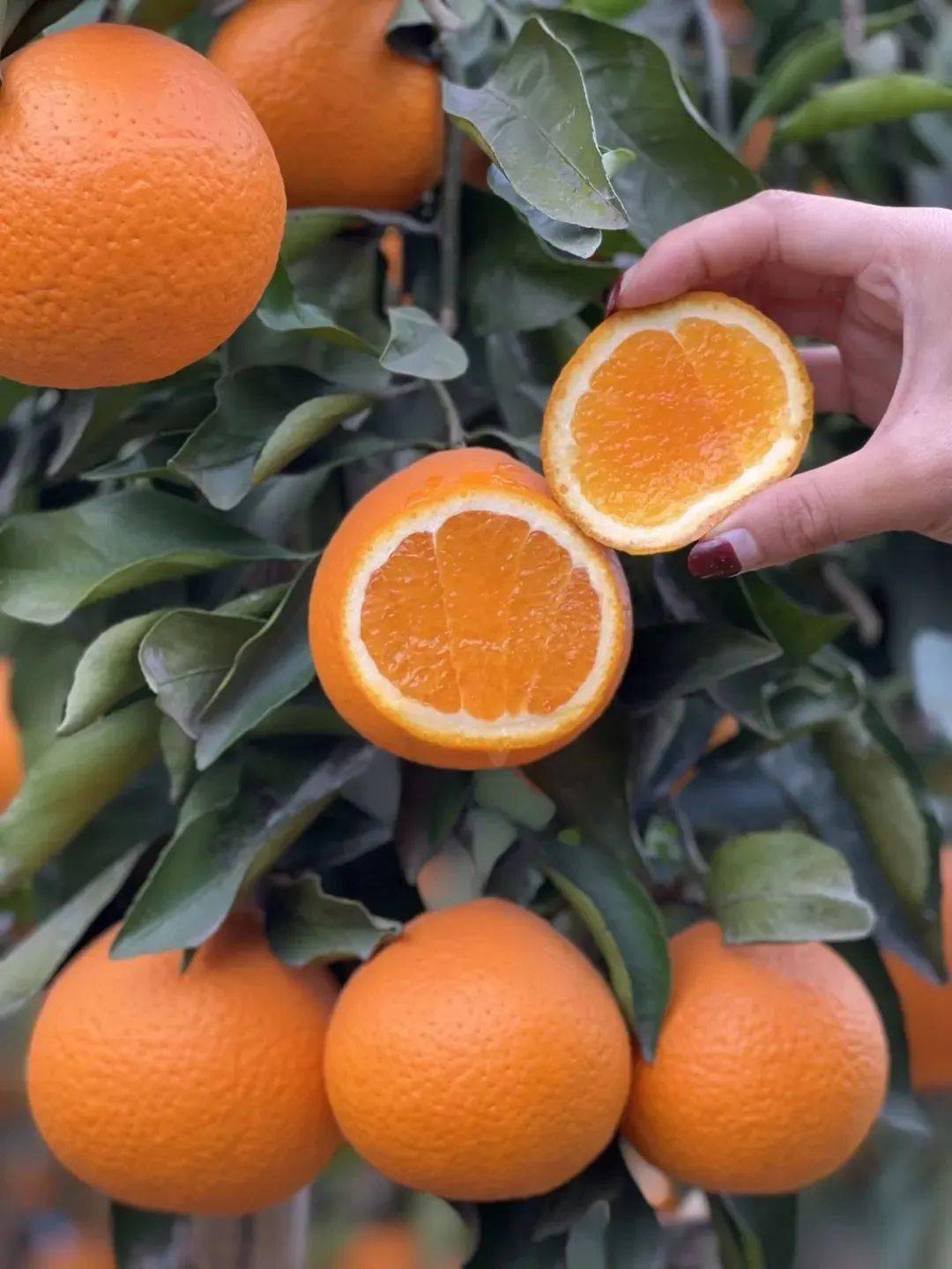 肉嫩汁多,果肉如果冻般透明,老人小孩都爱吃的青见果冻橙_橙子_入口