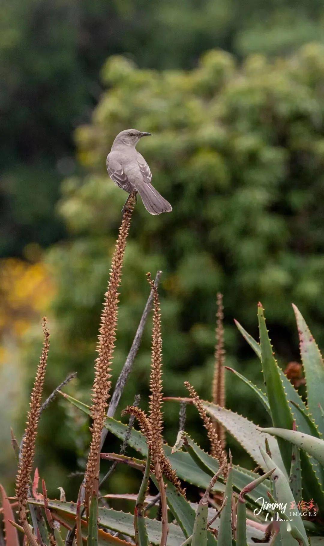 春池嫣韵(下):鹦鹉萌化,蜂鸟呆滞;鹭生婚羽,福雁
