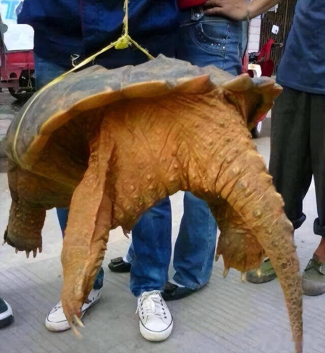 很快就有网友指出这是一只拟鳄龟属于外来物种这么大的鳄龟也就五